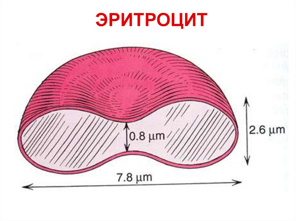 Размер эритроцита. Размер эритроцита человека. Диаметр эритроцитов. Размер человеческих эритроцитов. Размер эритроцитов в крови человека.