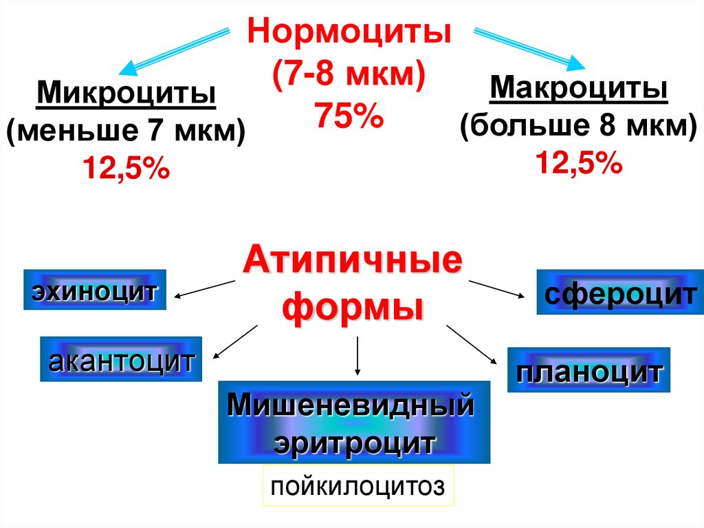 Нормоциты. Макроциты и микроциты. Нормоциты в крови. Виды нормоцитов.