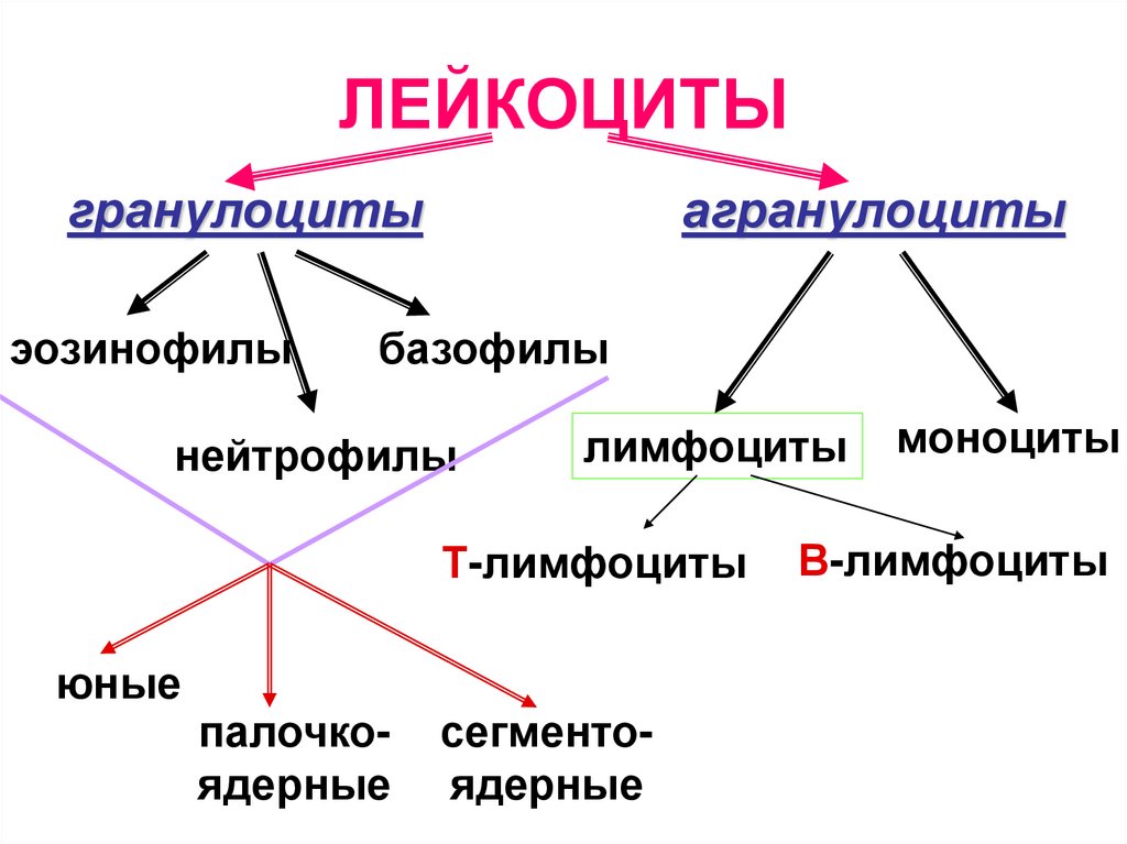 Обозначьте на рисунке виды лейкоцитов дайте их характеристику