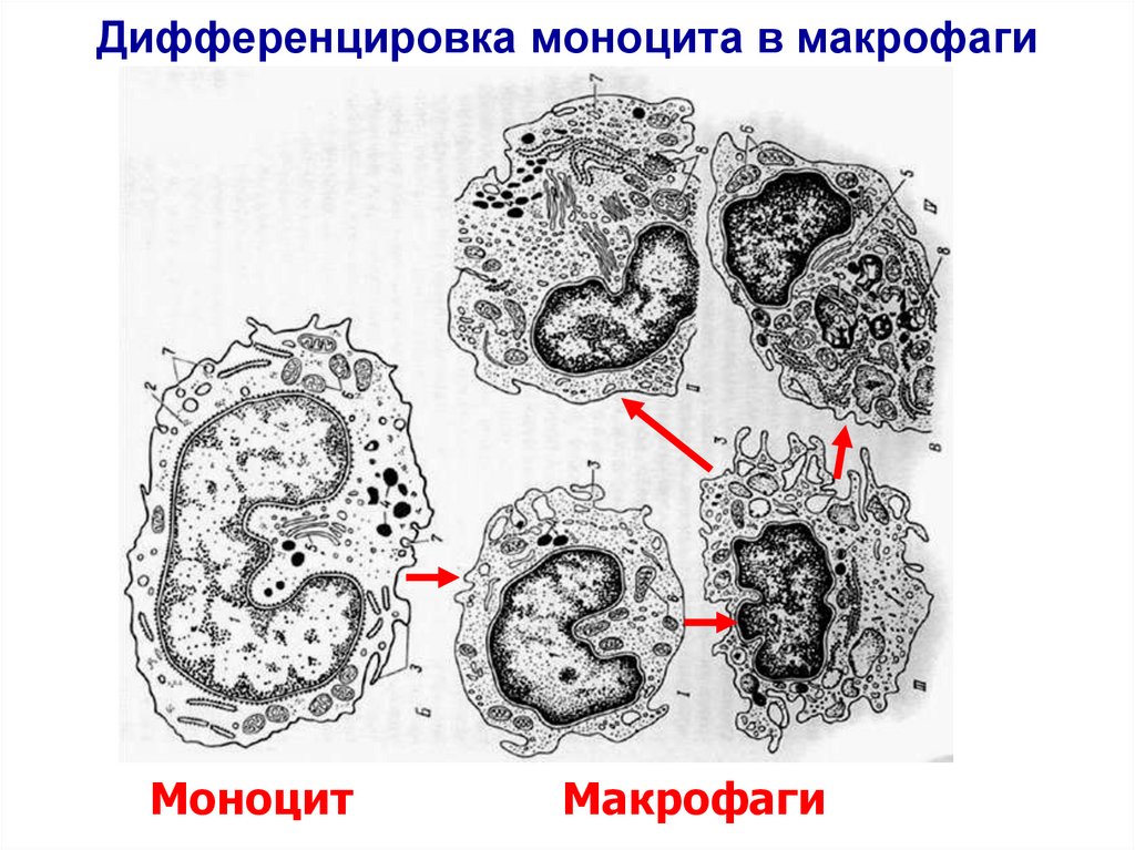 Схема онтогенеза макрофагов