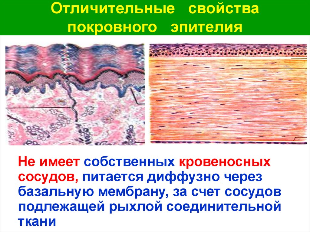 Диффузная ткань. Покровный эпителий и базальная мембрана. Эпителий выстилающий сосуды. Эпителиальная ткань базальная мембрана.