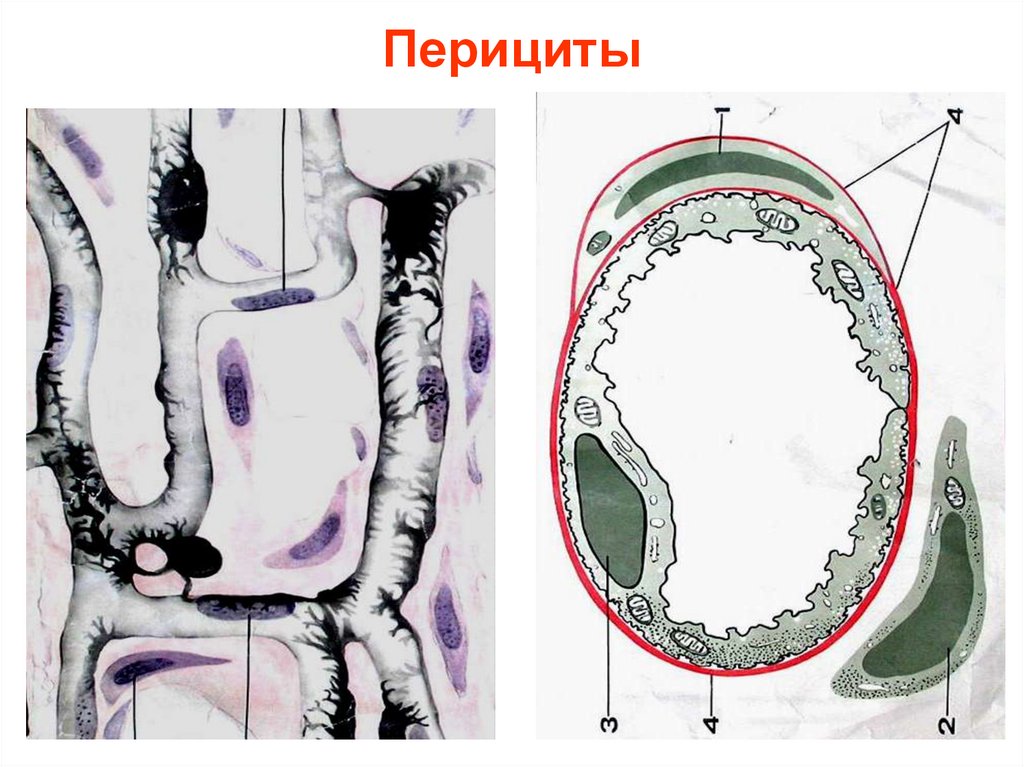 Адвентициальные клетки рисунок