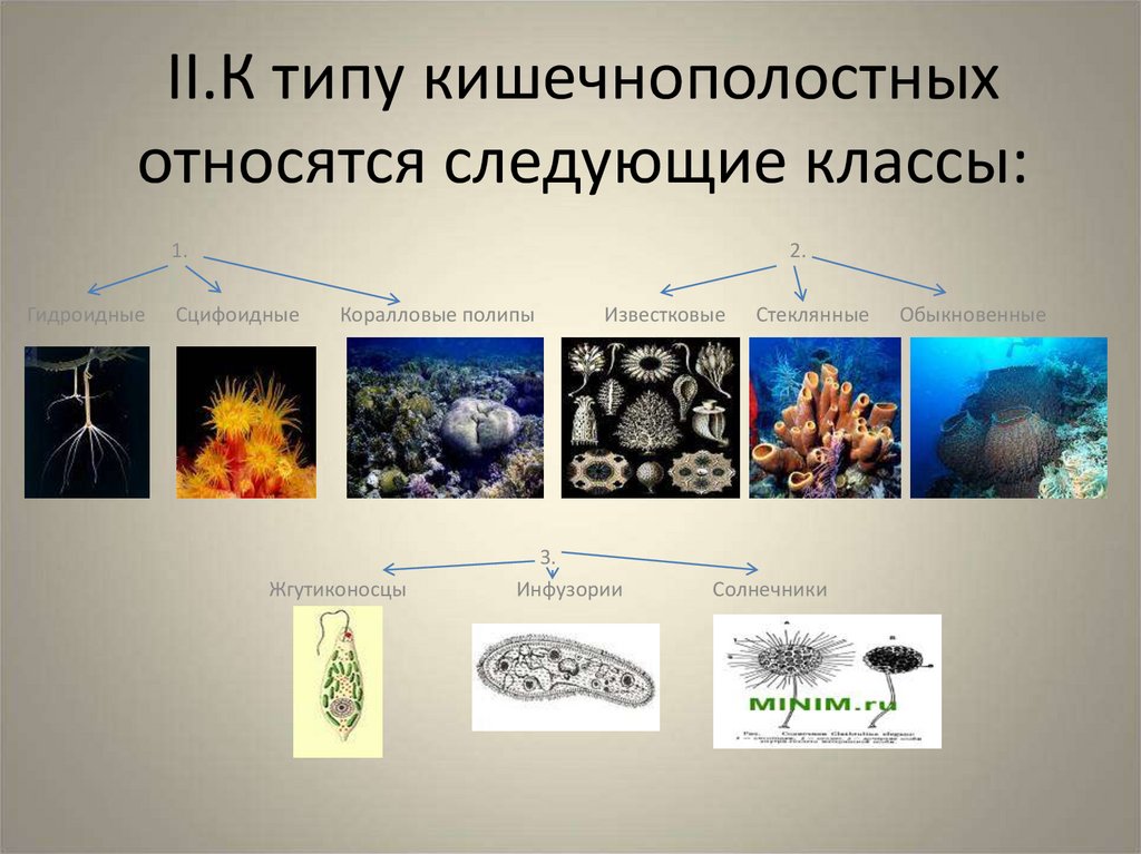 Какие животные кишечнополостные. К типу кишечнополостых отн. К типу Кишечнополостные относятся. Животные относящиеся к типу Кишечнополостные. Кишечнополостные относять.