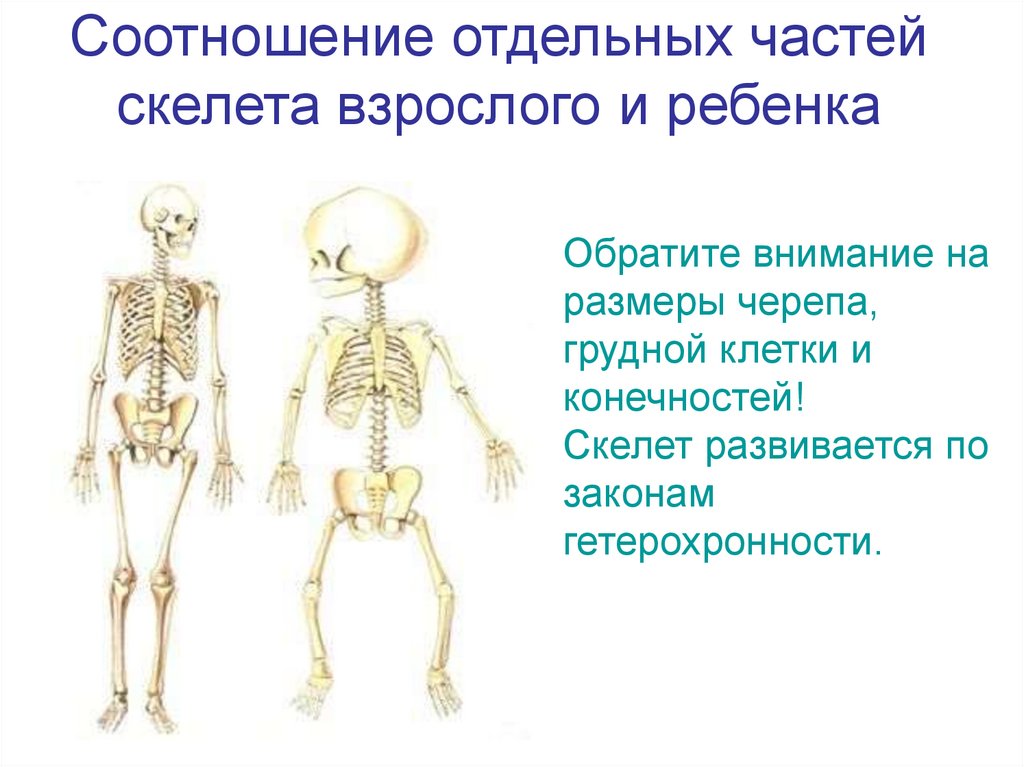 Отличие скелета человека от млекопитающего. Скелет взрослого и ребенка. , Кклет взрослого человека и ребенка.