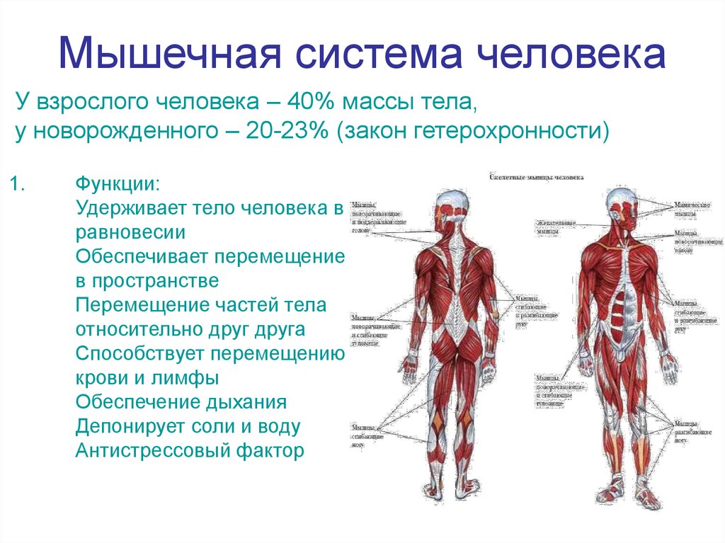 Мышечная система человека презентация