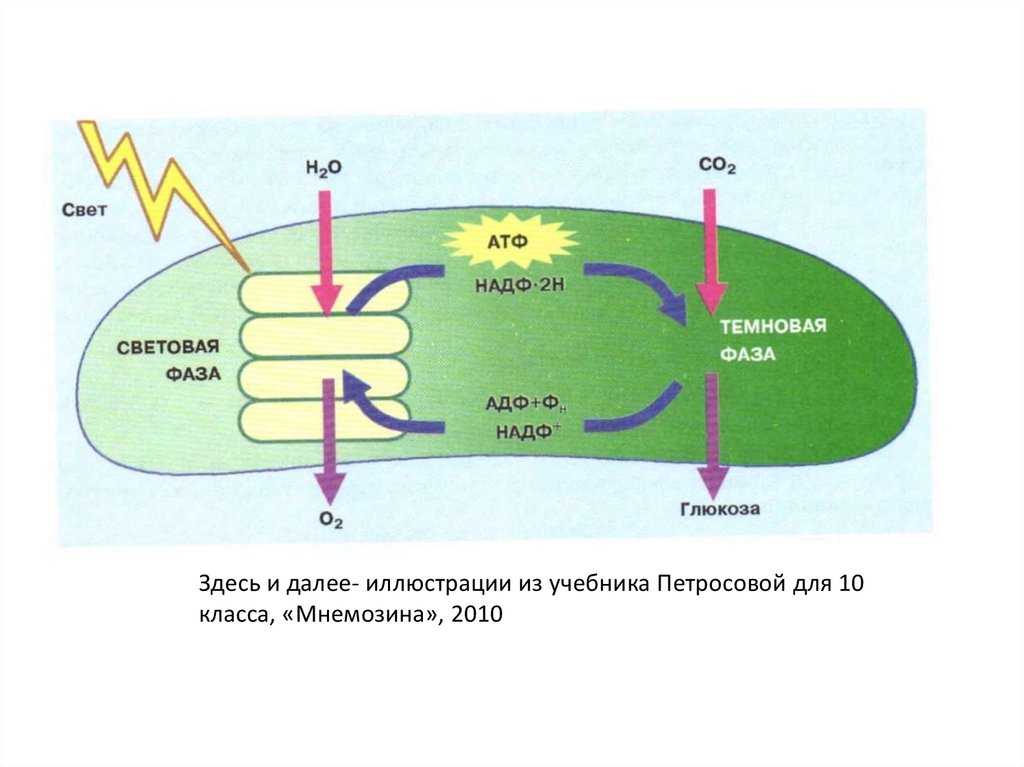 Синтез атф протекает. Мембрана тилакоида процессы фотосинтеза. Схема фотосинтеза у растений биология. Процесс фотосинтеза схема ЕГЭ. Процессы световой фазы фотосинтеза растений.