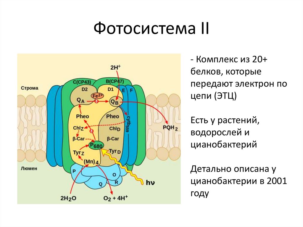 Фотосистема 2 схема