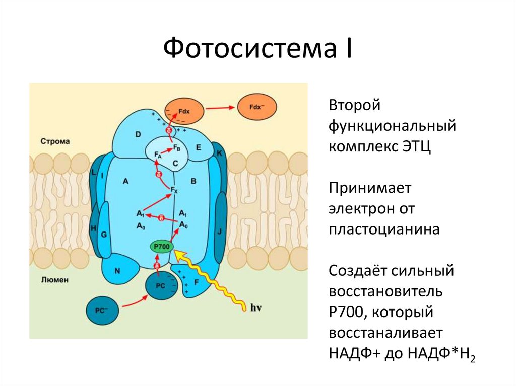 Фотосистема 1 и 2