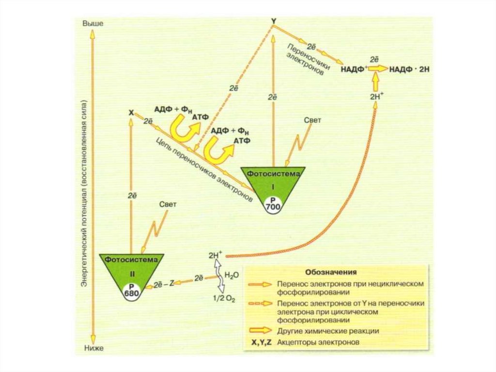 Преобразование энергии света при фотосинтезе схема