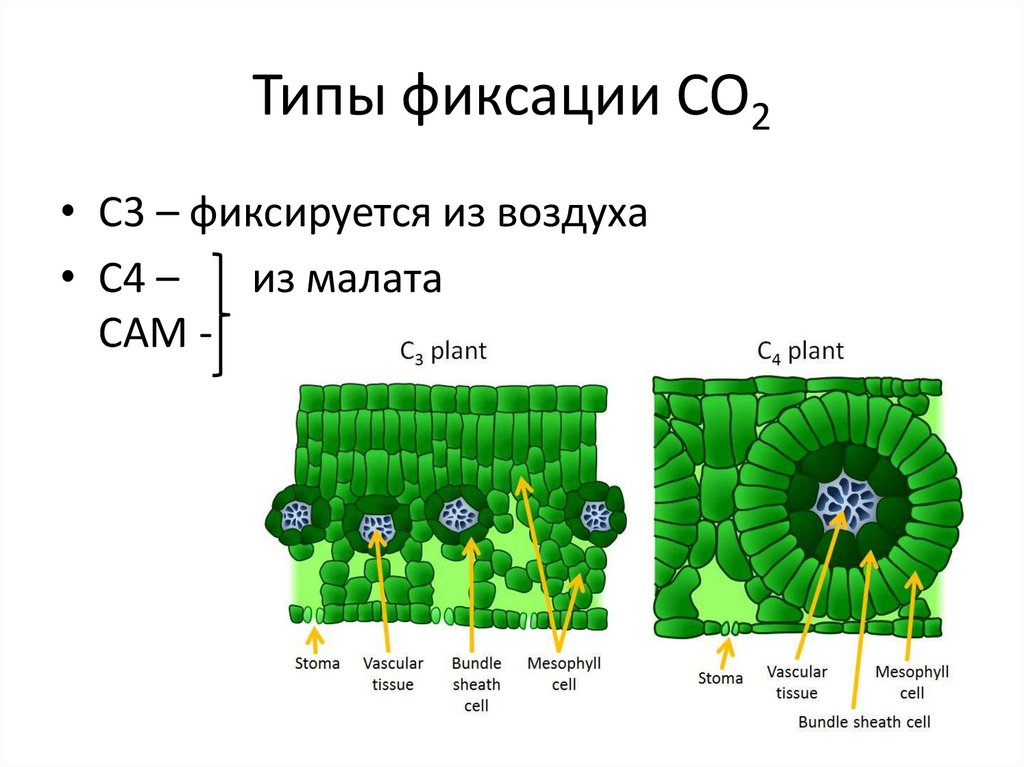 Пигмент участвовавший в фотосинтезе. Классификация пигментов для фотосинтеза. С4 путь фотосинтеза растения. С3 фотосинтез и с4 фотосинтез. Фотосинтез у растений фазы.