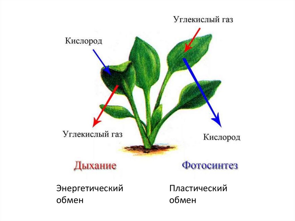 Обмен веществ у растений тест 6 класс
