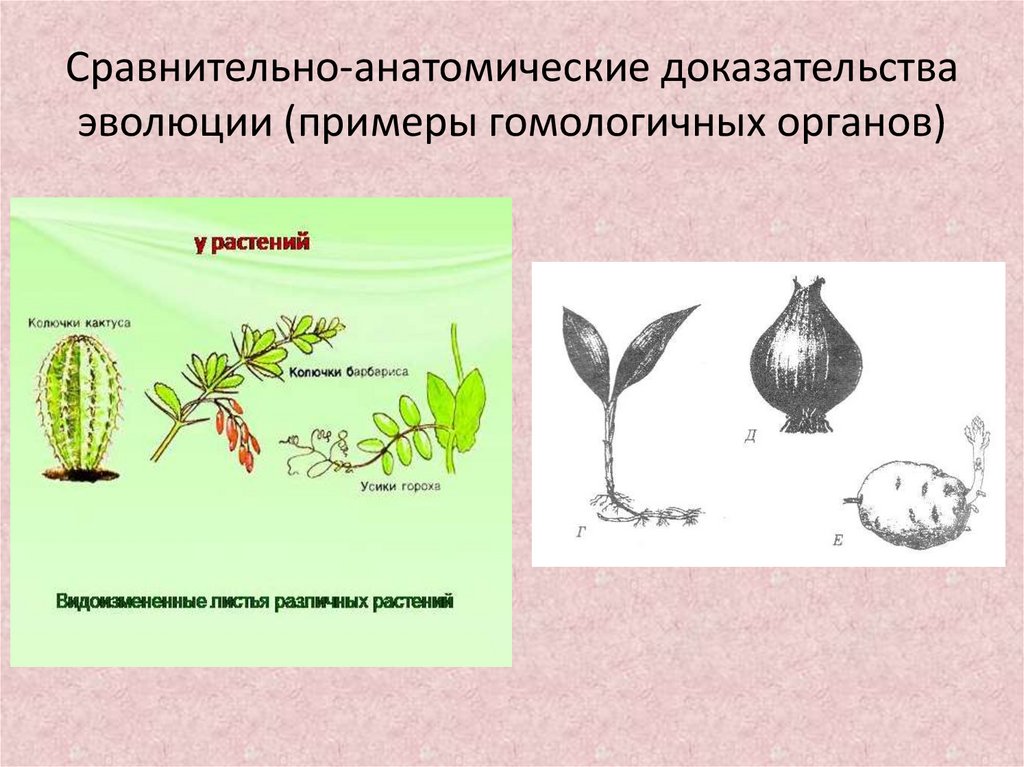 Примеры сравнительно анатомических доказательств эволюции. Сравнительно-анатомические доказательства примеры. Сравнительно-анатомические доказательства эволюции. Доказательства эволюции растений. Сравнительно-анатомические доказательства гомологичные органы.