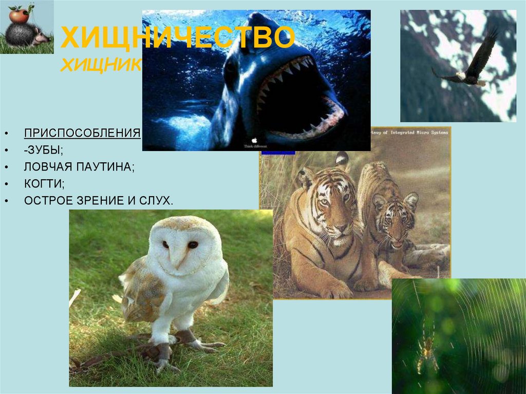 Хищничество определение и примеры. Приспособления хищников. Приспособленность хищников. Приспособления хищных животных. Хищные животные примеры.