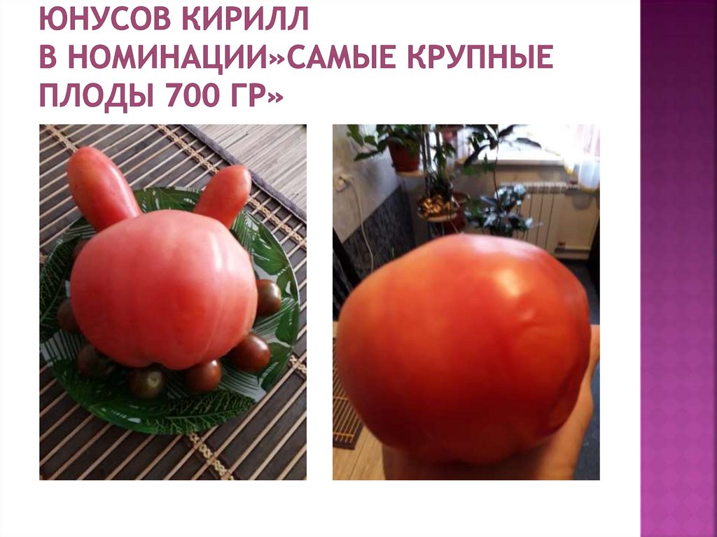 Юнусов Кирилл в номинации»самые крупные плоды 700 гр»