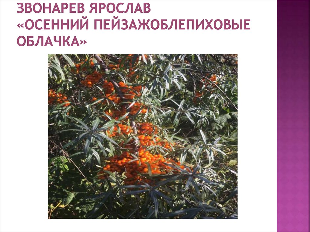 Звонарев Ярослав «ОСЕННИЙ ПЕЙЗАЖОБЛЕПИХОВЫЕ ОБЛАЧКА»