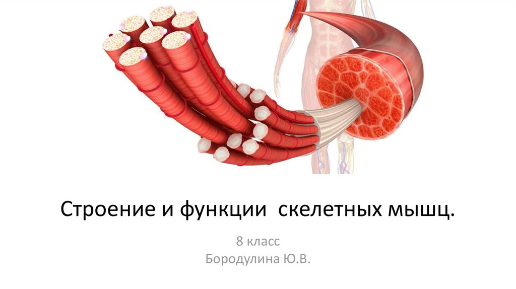 Скелетные мышцы 8 класс