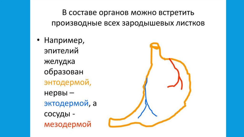 Объясните что происходит на каждом этапе эмбрионального развития представленного на рисунке 3 балла