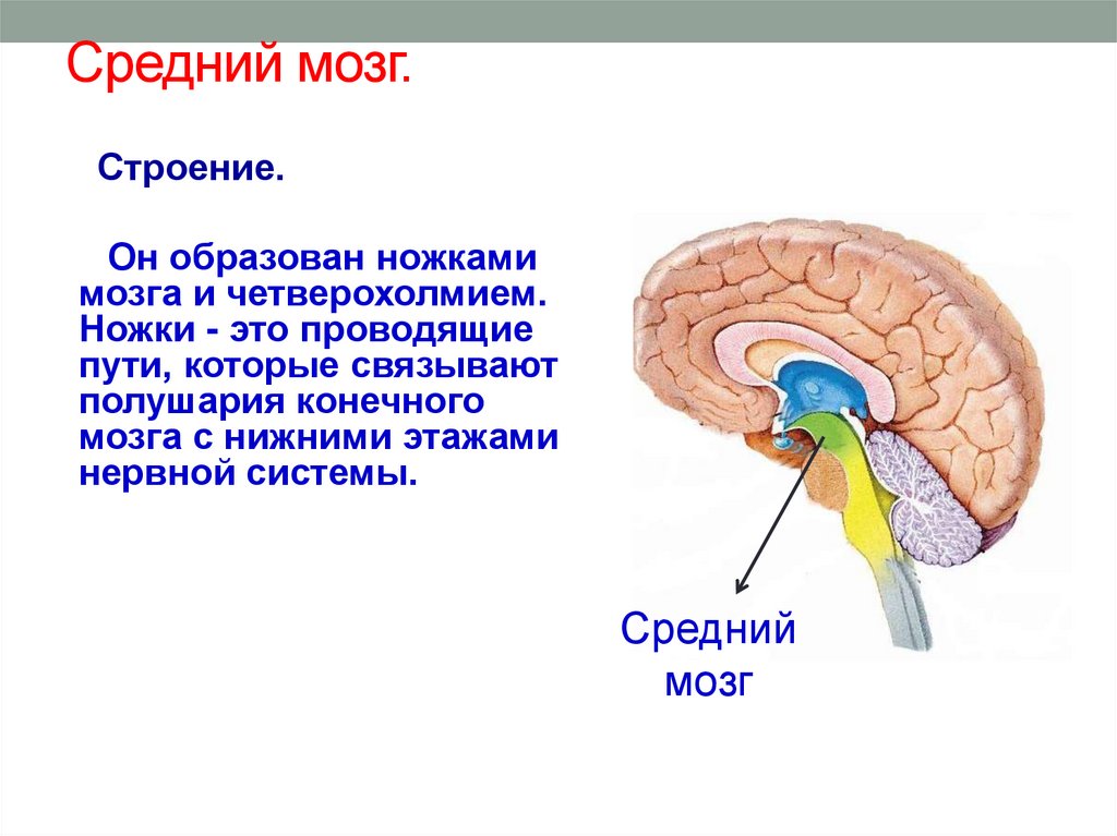 Ноги мозг голова. Строение среднего мозга в головном мозге кратко. Строение среднего мозга внутреннее строение. Средний мозг анатомия внешнее строение. Внешнее и внутреннее строение среднего мозга.
