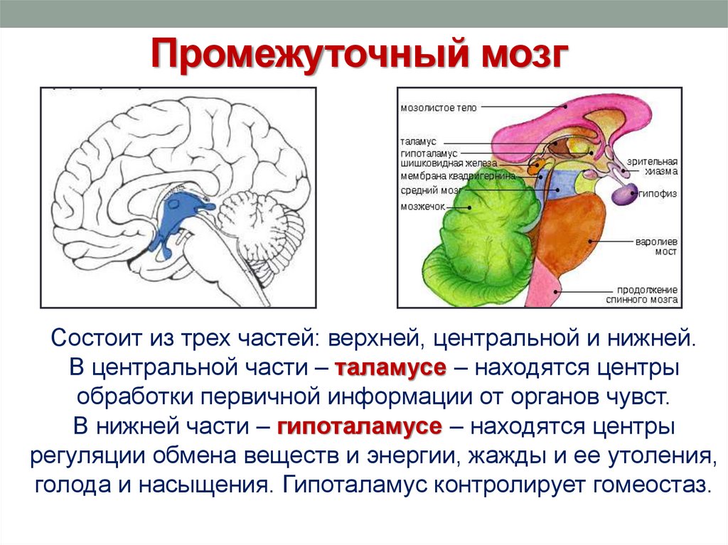 Таламус и гипоталамус какой отдел мозга. Строение промежуточногомощга. Промежуточный мозг строение. Наружное строение промежуточного мозга. Структуры промежуточного мозга.
