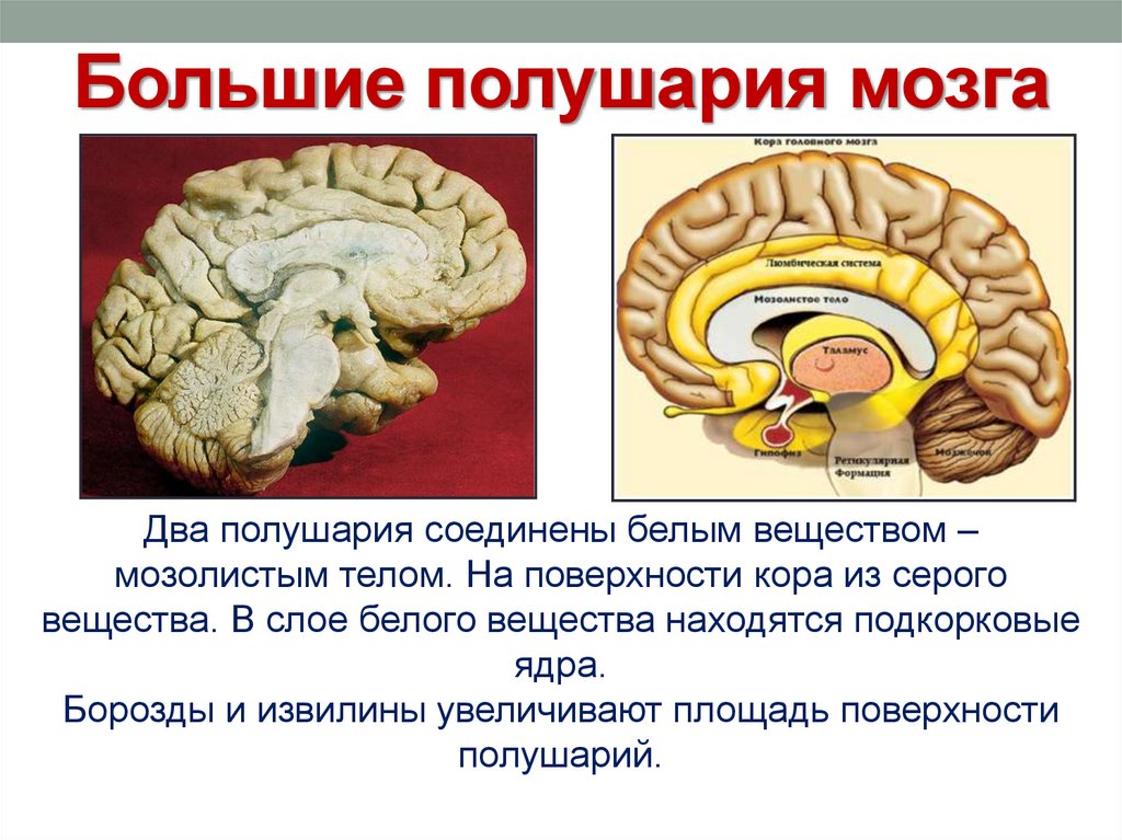 Полушария большого мозга соединяет