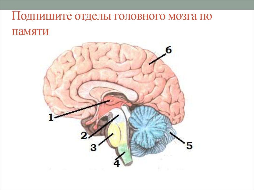 Тест по теме головной мозг. Подпишите отделы мозга. Подпишите отделы головного мозга обозначенные. Строение головного мозга с подписями. Строение головного мозга биология 8.