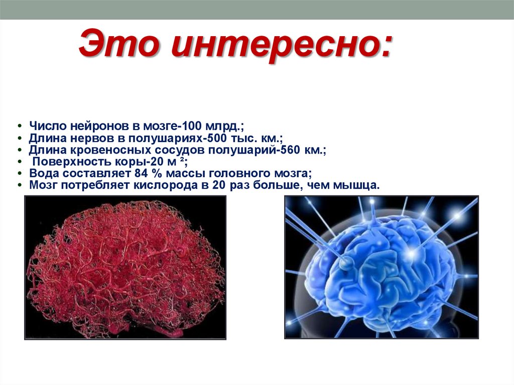 Сколько живет нерв. Нейроны головного мозга. Кол-во нейронов в мозге человека. Сколько нейронов в мозге человека. Плотность нейронов в мозге.