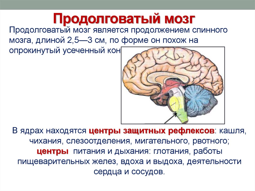 Какое строение имеет продолговатый мозг. Отделы головного мозга продолговатый мозг. За что отвечает продолговатый мозг в головном мозге. Строение головного мозга продолговатый мозг. Функции продолговатого отдела головного мозга.