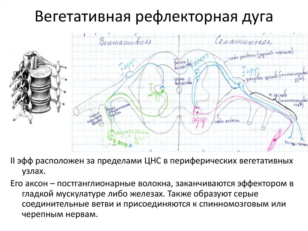 Рефлекторная дуга спинного мозга функции