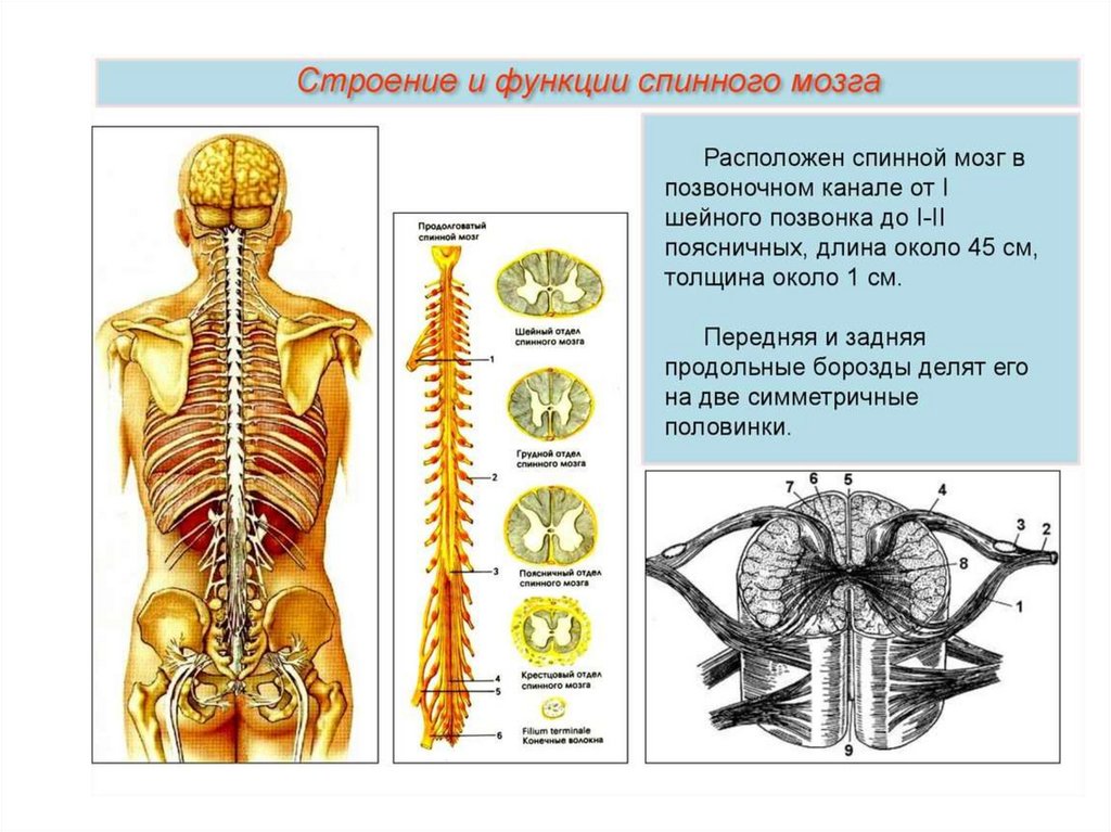 Схема головной мозг спинной мозг