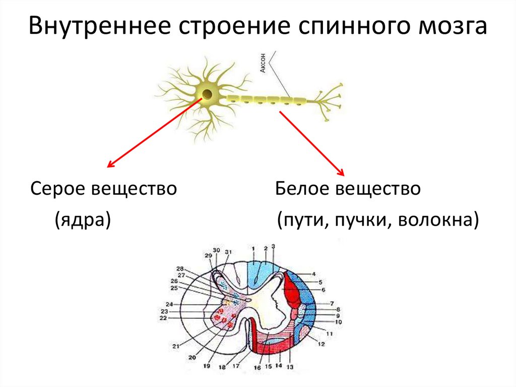 Рефлекторная дуга спинного мозга. Строение рефлекторной дуги спинного мозга. Элементы рефлекторной дуги спинного мозга. Передняя серая спайка спинного мозга.