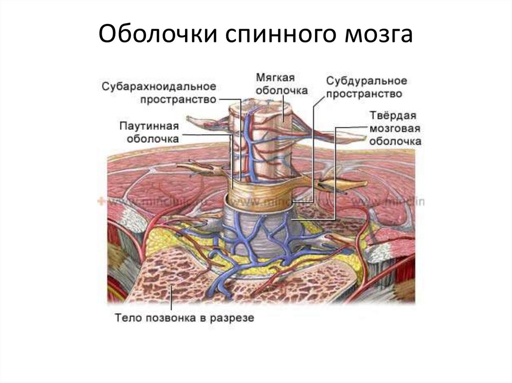 Дуга петрова презентация