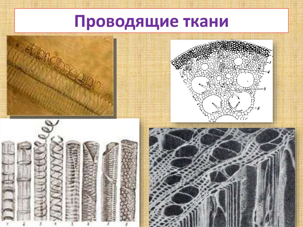 Механическая ткань растений сосуды. Проводящая ткань биология 6 класс. Ткани растений Проводящая ткань. Проводящая ткань рисунок. Проводная ткань растений.