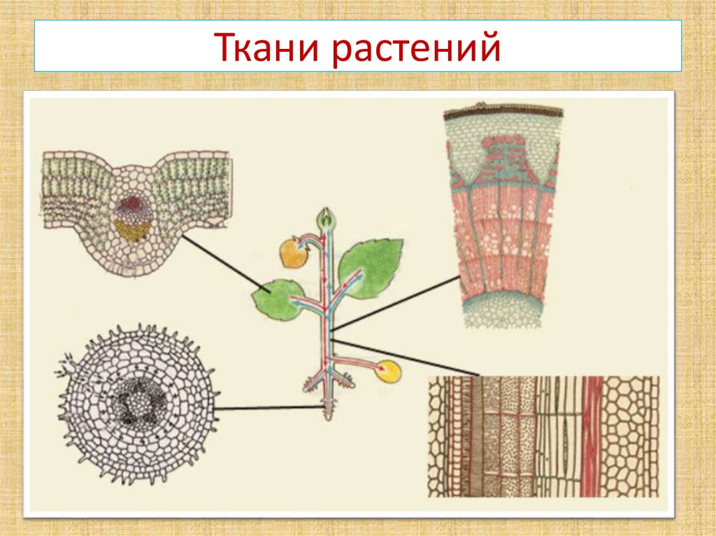 Какой тип растительной ткани представлен на рисунке образовательная покровная проводящая основная