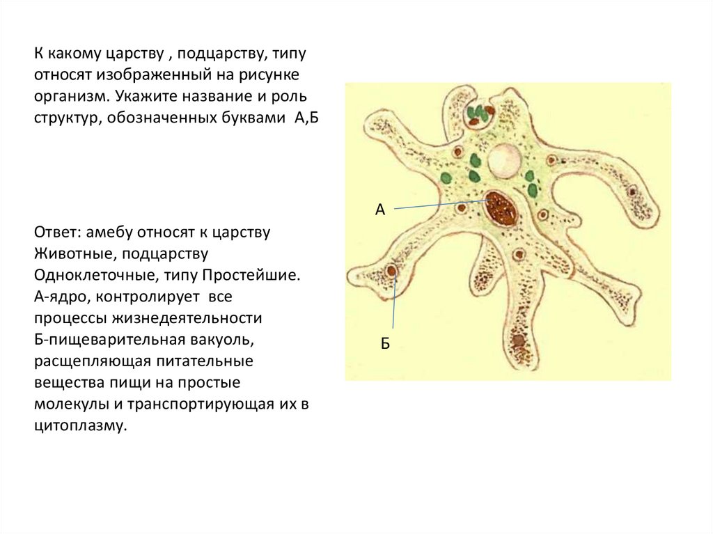 Организм изображенный на рисунке называется. Клетка является самостоятельным организмом у.