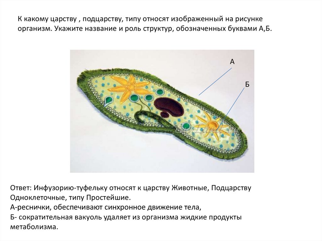 Организмы относятся к царству. Среда обитания инфузории туфельки. Порошица у инфузории. Инфузория туфелька 5 класс биология. Дыхание и выделение инфузории туфельки.