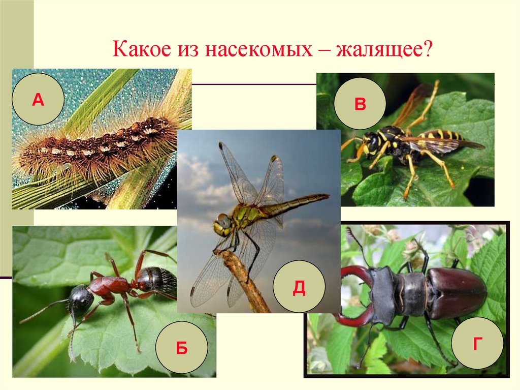 Презентация опасные насекомые 2 класс