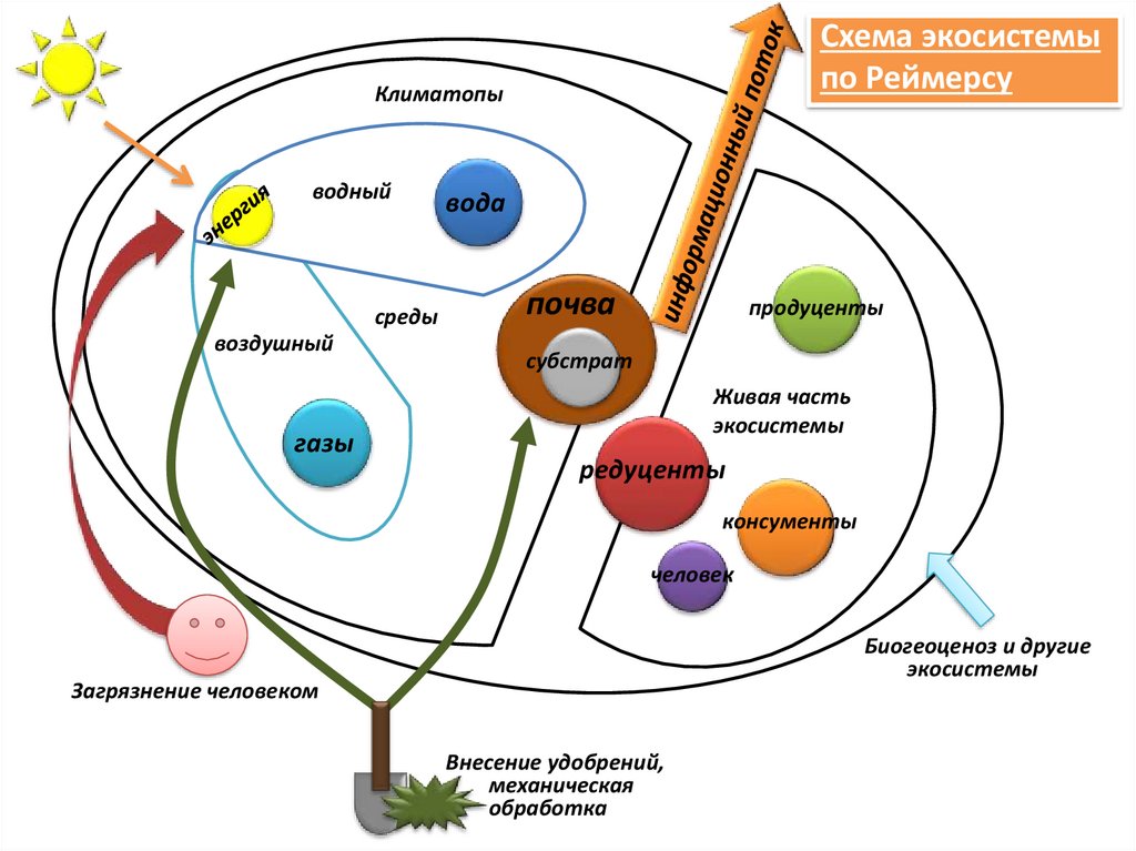 Смена биогеоценоза схема