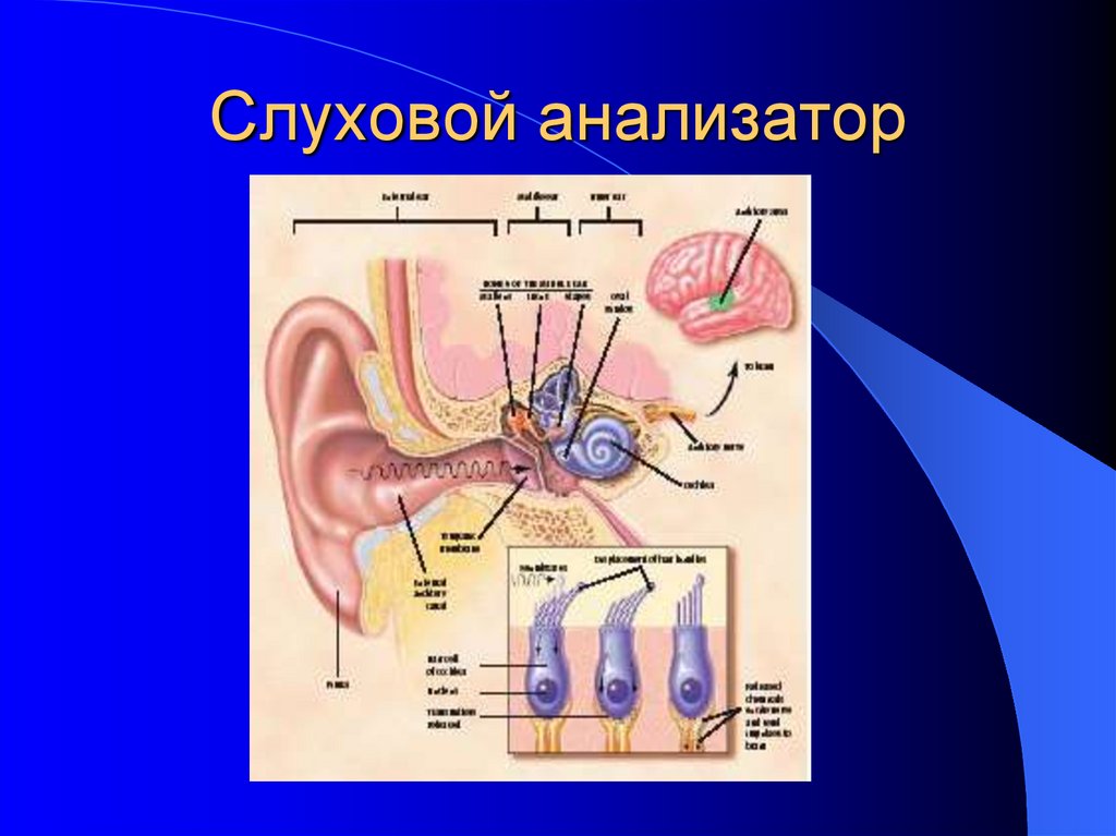 Строение слухового отдела уха слуховой анализатор презентация