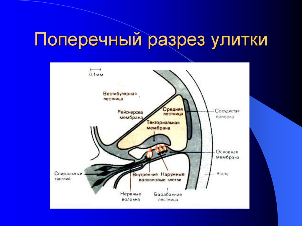 Схему поперечного разреза улитки