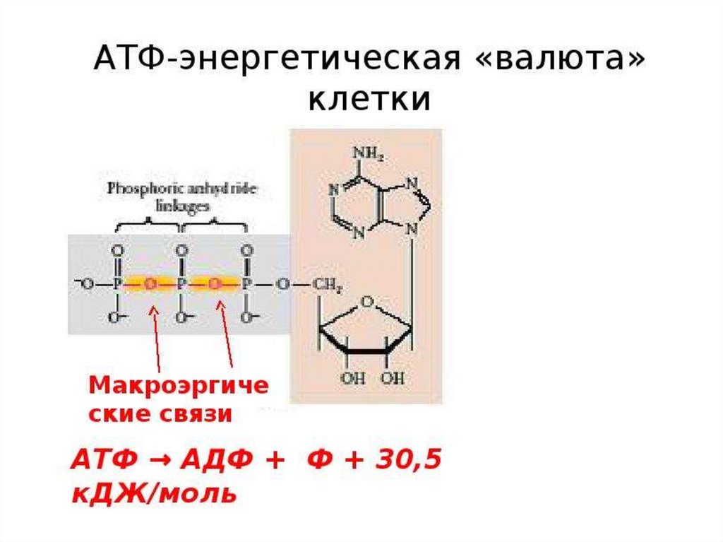 Углеводы входящие в состав атф. Фосфорилирование АТФ. АТФ энергетическая валюта клетки. Роль АТФ В организме. АТФ как энергетический источник клетки.