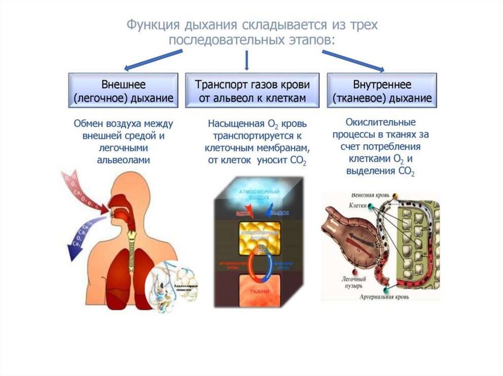 Перечислите этапы дыхания. Функции дыхательной системы человека. Функции дыхательной системы человека кратко. Дыхательная система функции системы. Система органов дыхания функции.