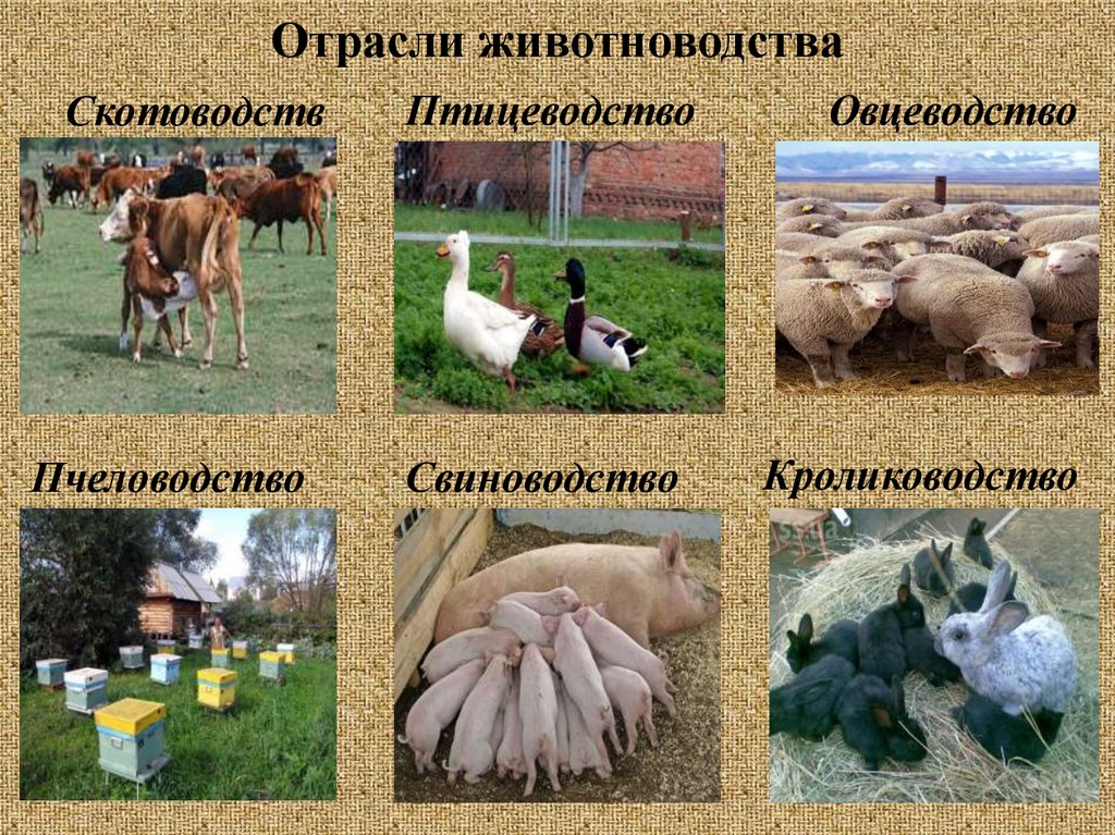 Где содержат сельскохозяйственных животных