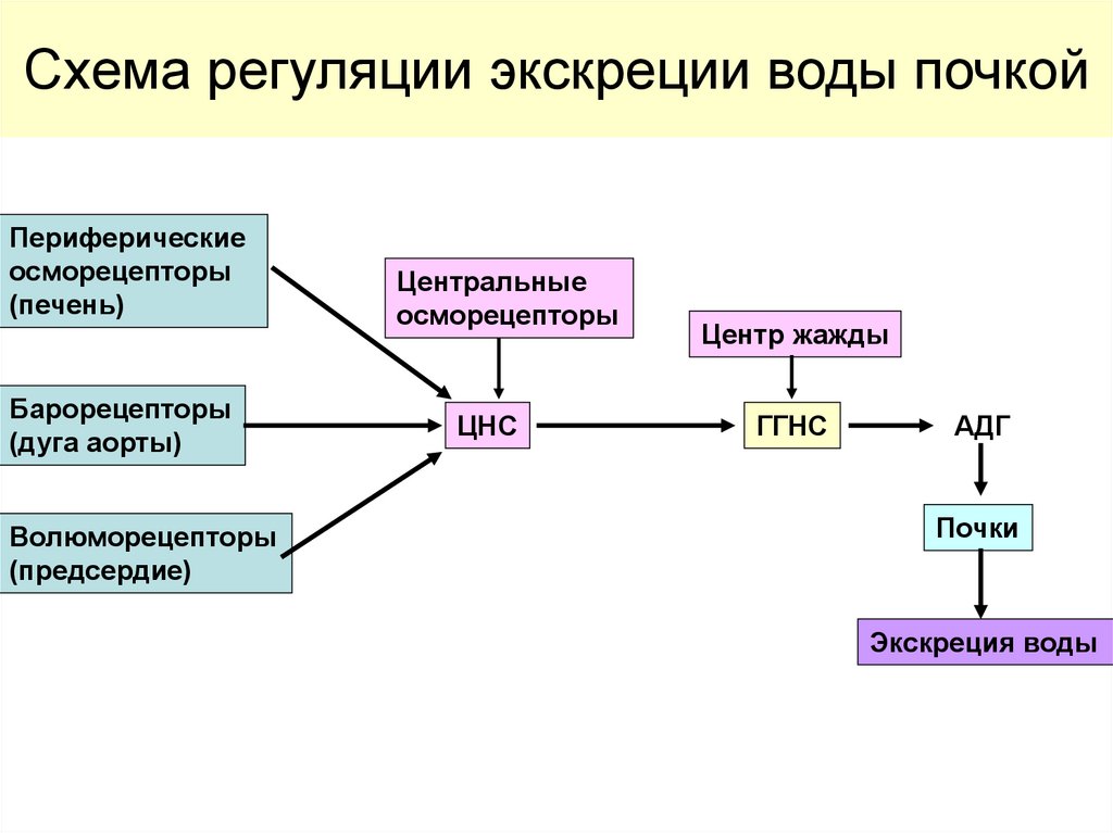 Схема регуляции водно солевого обмена в организме