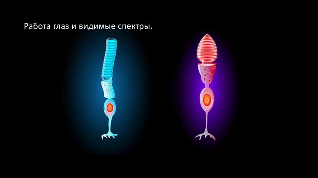 Работа глаз и видимые спектры.