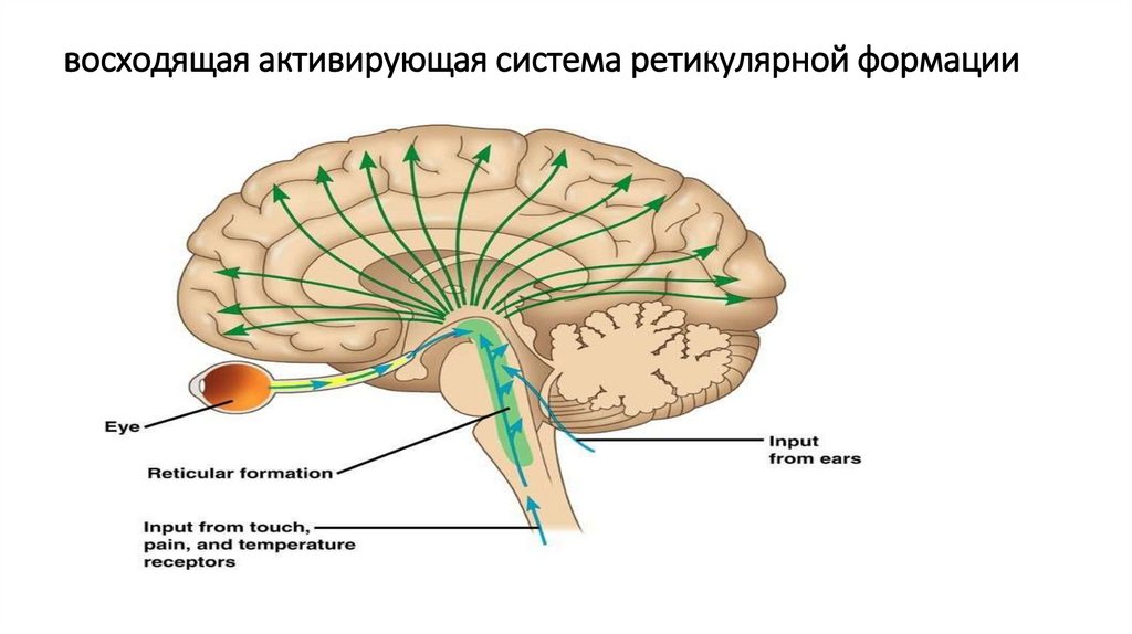 Ретикулярная формация головного мозга