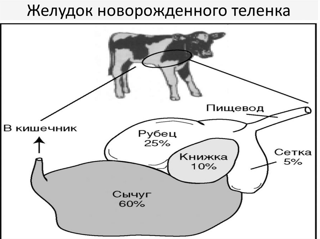 Сколько желудков у коровы фото
