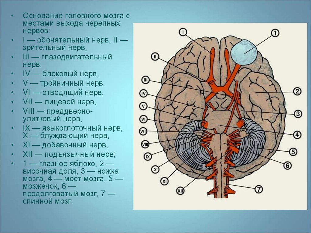 Черепно мозговые нервы стих