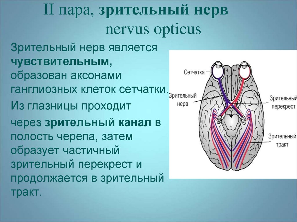 Зрительный нерв (II пара, 2 пара, вторая пара черепных нервов), n. Opticus. Зрительный нерв (nervus Opticus). 2 Пара черепно мозговых нервов. Освобождение нерва латынь