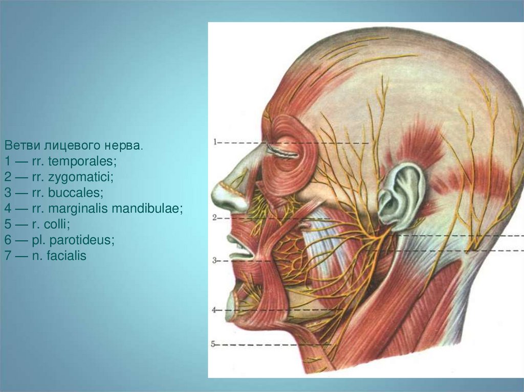 Лицевые нервы человека. Ветви nervus Facialis. Лицевой нерв (n. Facialis). R Colli n Facialis. N. Facialis (VII пара ЧМН) иннервирует мышцы:.