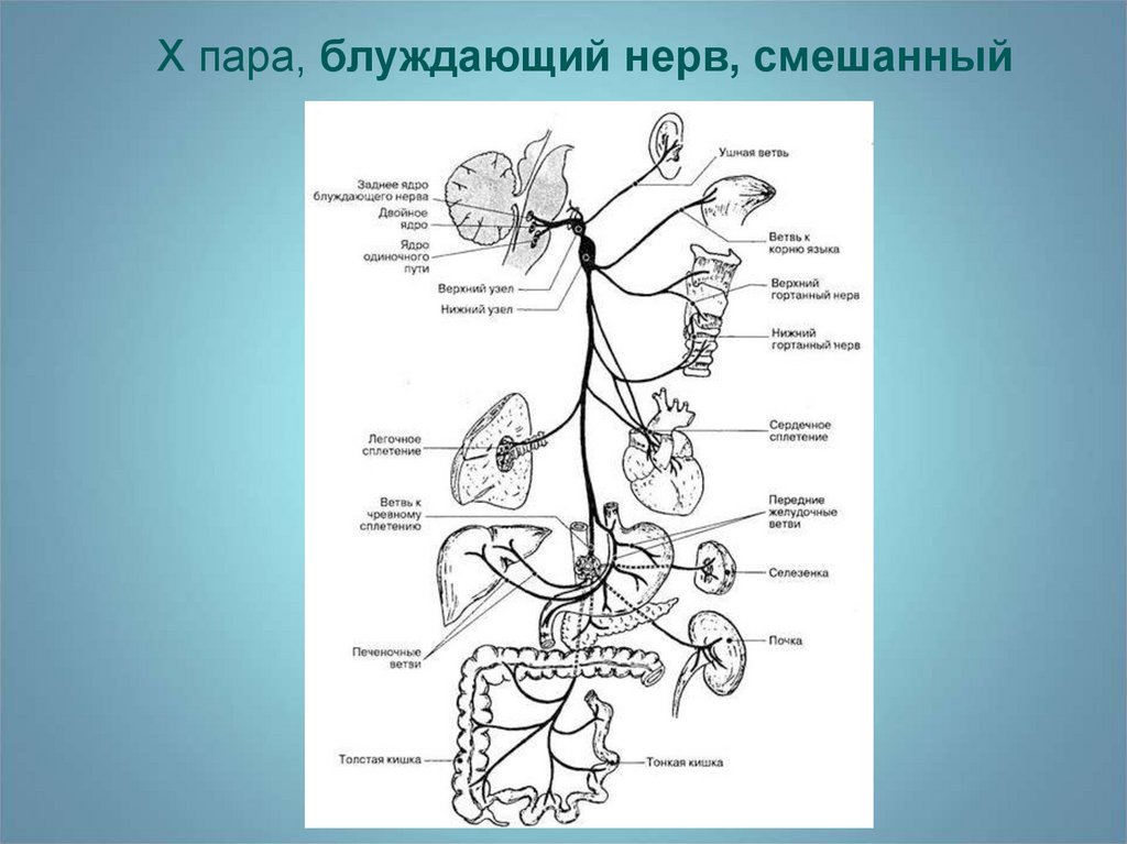 Головной отдел блуждающего нерва. X пара – блуждающий нерв. Ветви блуждающего нерва. Блуждающий нерв ветви. 10 Пара блуждающий нерв.